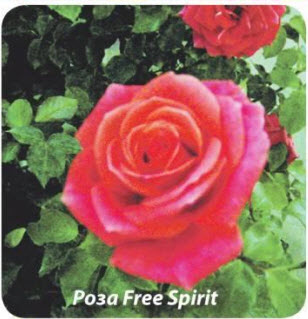 Роза Free Spirit