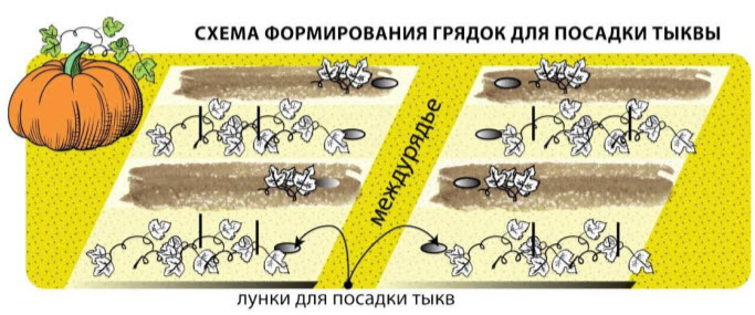 Схема формирования грядок для посадки тыквы