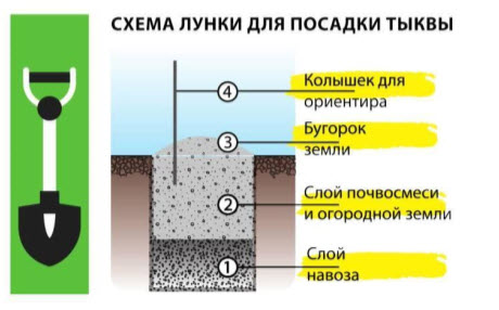 Схема лунки для посдаки тыквы