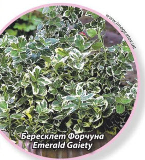 бересклет Форчуна Emerald Gaiety