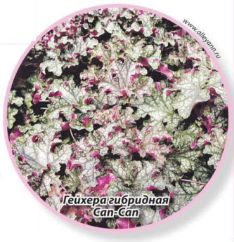 гейхера гибридная Can-Can