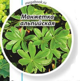 Манжетка альпийская