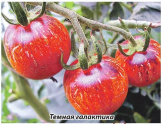 помидор Темная галактика