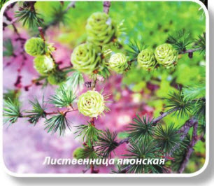 Лиственница японская