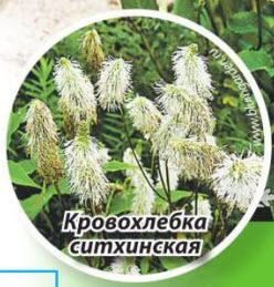 кровохлебка ситхинская