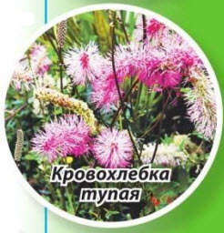 кровохлебка тупая
