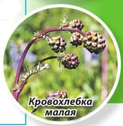 Кровохлебка малая