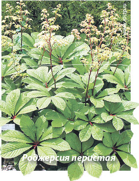Роджерсия перистая