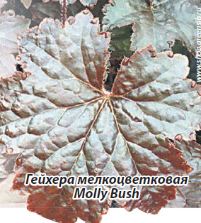 Гейхера мелкоцветковая Molly Bush