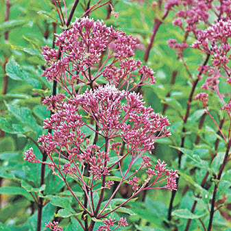 Atropurpureum