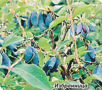Жимолость Избранница