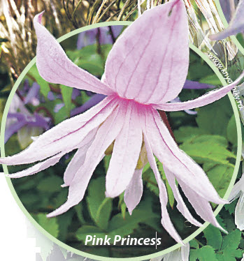 княжики Pink Princess