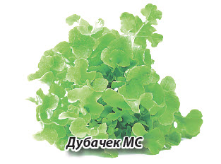 Латук Дубачек МС