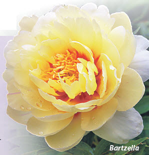 Пионы Bartzella
