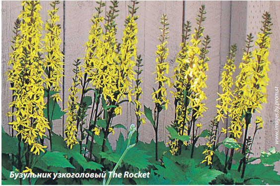 бузульник узкоголовый сорта The Rocket