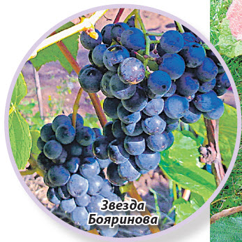 виноград Звезда бояринова