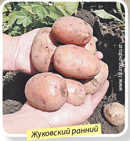 Сорт картошки Жуковский ранний