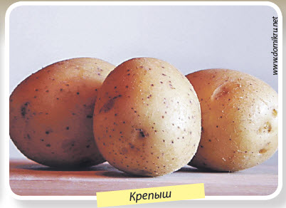 Сорт картошки Крепыш