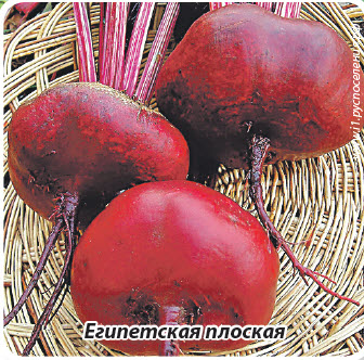 Свекла Египетская плоская