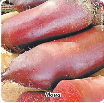 Свекла Мона